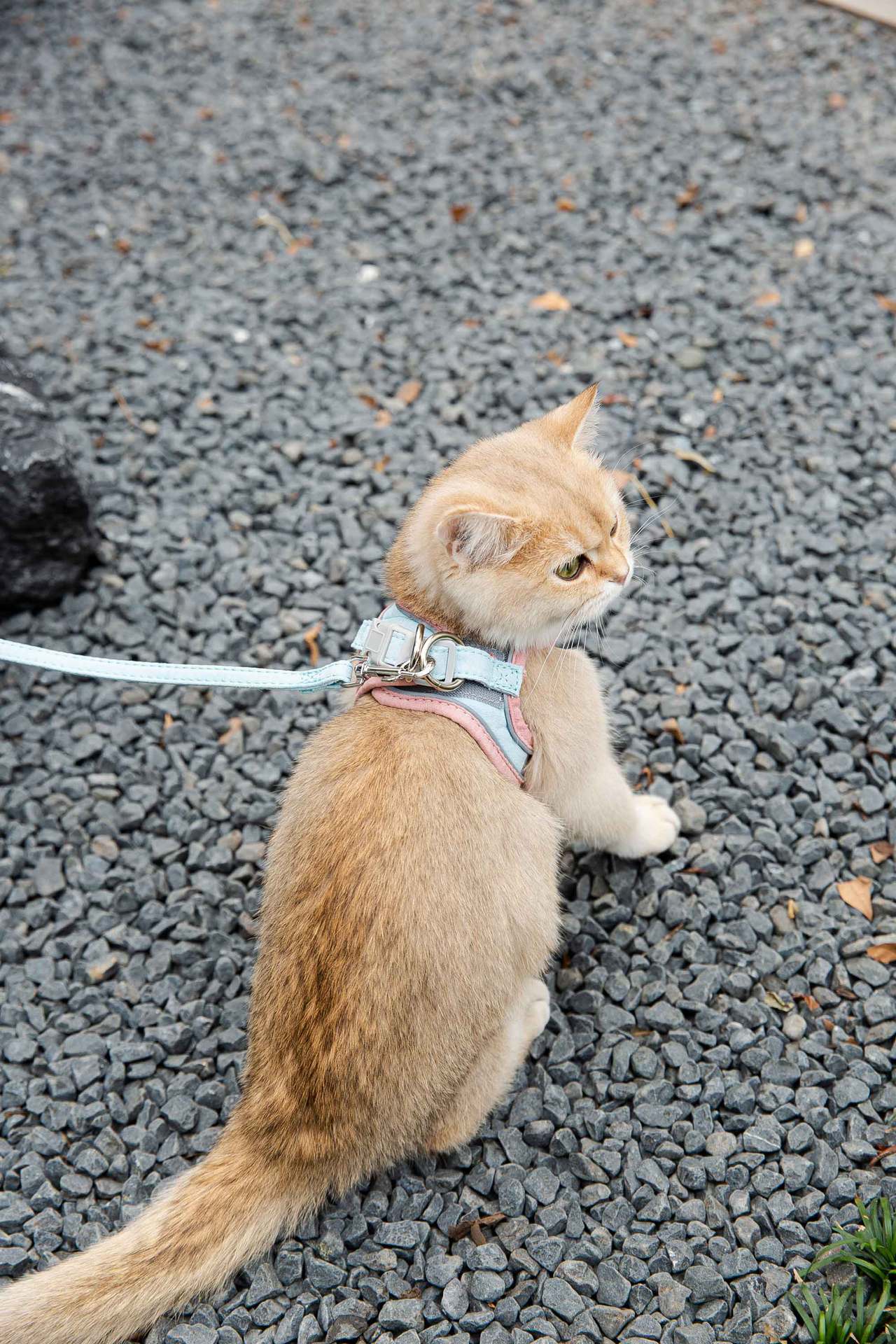Cat Traction Rope Chest Harness Anti-Stroke