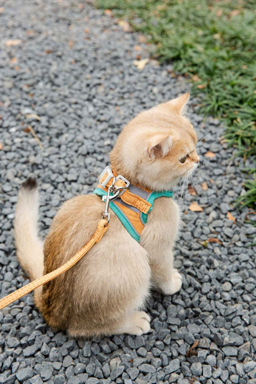 Cat Traction Rope Chest Harness Anti-Stroke