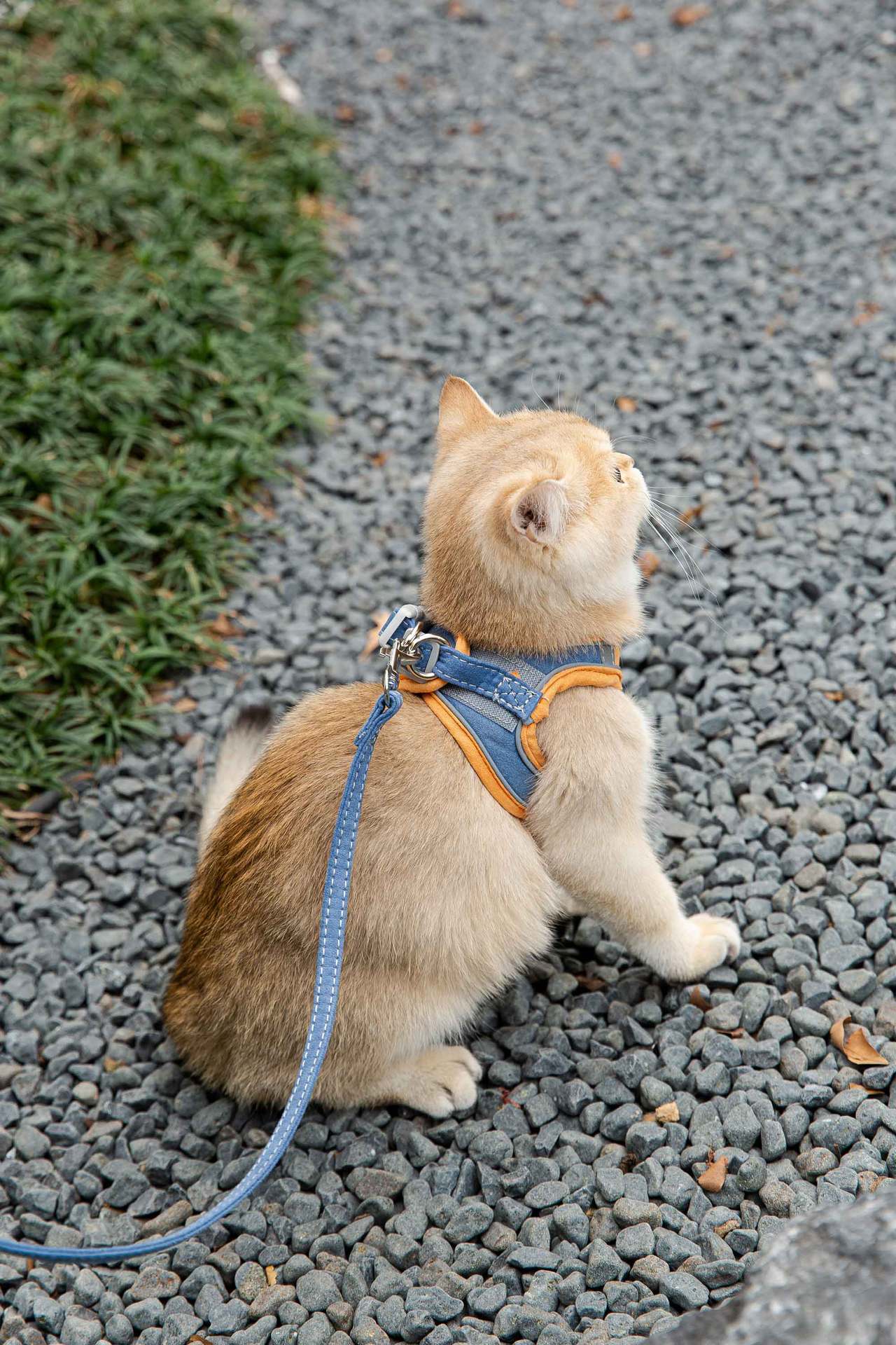 Cat Traction Rope Chest Harness Anti-Stroke